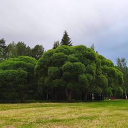 Der Vorabend am See mit lustigen Brokkoli Bäumen,wie wir sie getauft haben.