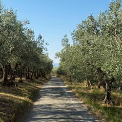 Very peaceful amongst the olive trees. The main soundtrack was cicadas.