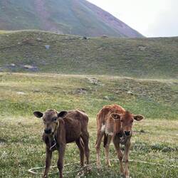 Ich hab sie Hellmut und Dunkelmut getauft 🤩