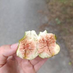 Leider noch nicht ganz reif 🫤