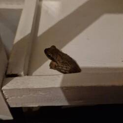 I'm not sure I like our new housemate. My only concern is that the Cobra snakes like to eat them??