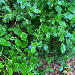 Sogar Heidelbeere sind schon reif