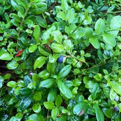 Blaubeeren 🫐
