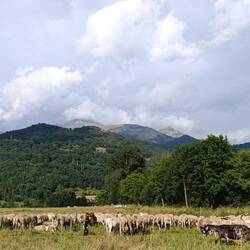 🐑🐑🐑 und ein paar 🐐