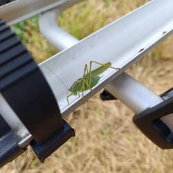 Flip 🦗 kam uns direkt besuchen