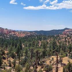 Letzter Blick zurück in den Bryce Canyon