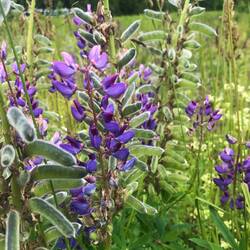 Schönheit im unnützen Brachland