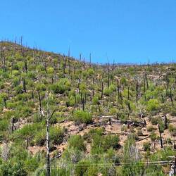 Waldbrand gehört hier dazu