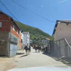 The cows are taking over the world now