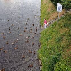 Kinder füttern die Enten