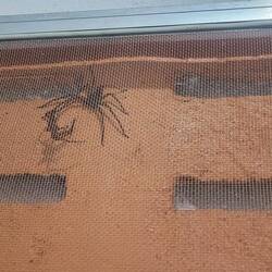 Our welcoming party 🕷