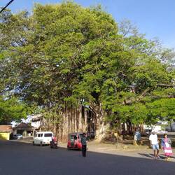 Nice huge trees, probably there from the start. 1600