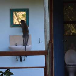 Die Waschräume sind schon besetzt...