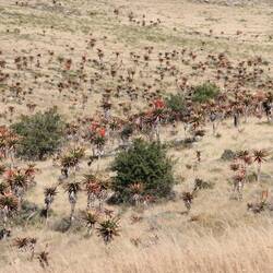 Als ich die Transkei verlasse ändert es sich schlagartig...