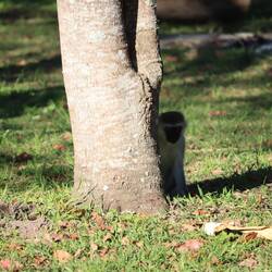 Die Campsite ist voll von Affen...