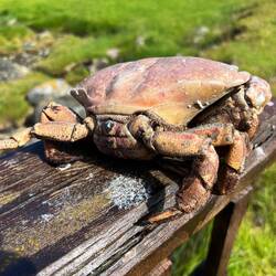 Krebs in Lauerstellung