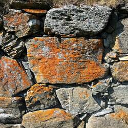 Flechten auf der Kirchmauet