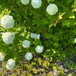 Staudengarten -2 mit Schneeball