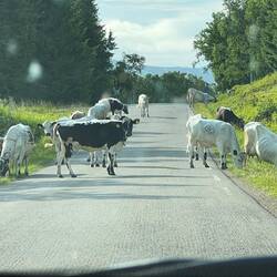 Kälber auf der Straße
