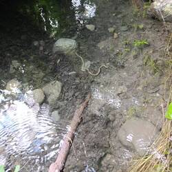 Ob sie tot ist? 🥺 Wegen der Schutz😇sache hab ich mich nicht getraut sie anzufassen.