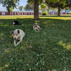 Doggo gang with Cheese (I think the name suits him) being the bravest