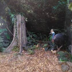 Eine Ausstellung von einem Cassowary