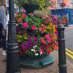 Summer in full flourish.