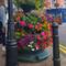 Summer in full flourish.