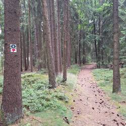 Schön durch den Wald