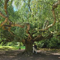 140 Jahre alte Trauerbuche 17m hoch, 40m Durchmesser