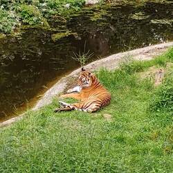 Die schönste Katze 🐯😍