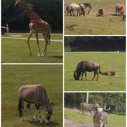 Gesehen bei der Bussafari