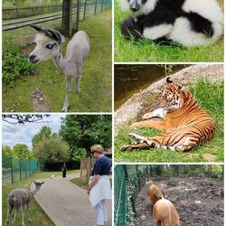 Fahrgeschäfte machten erst um 11 Uhr auf, deshalb besuchten wir nochmal 🐅🐒🐒🦙🐐