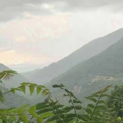 From my rainy walk. Rain, thunder, and birdsong.