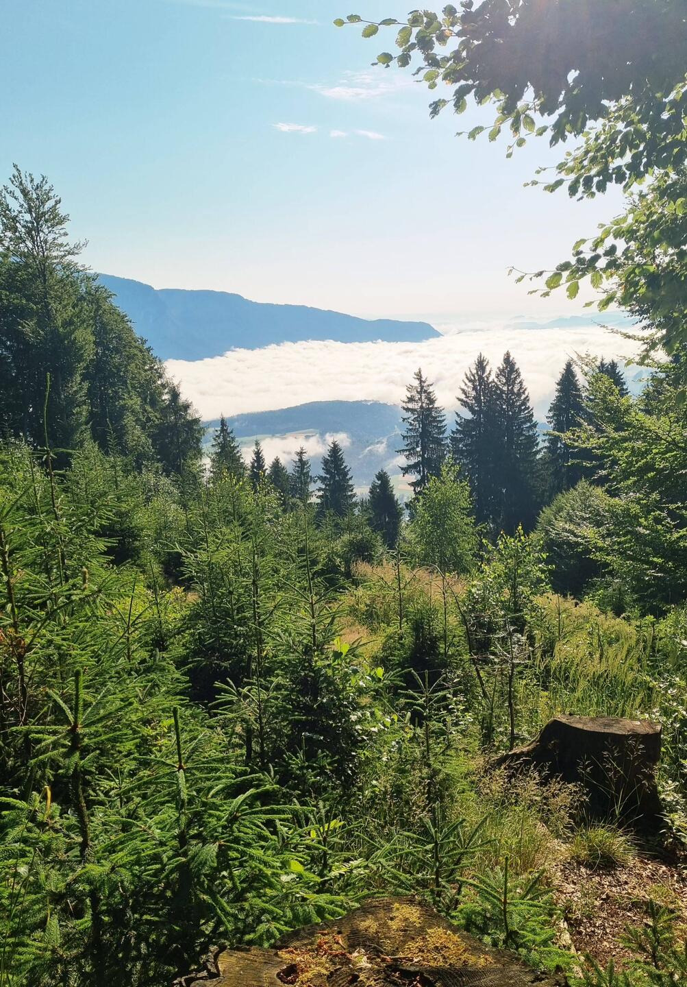 Blick zurück nach Österreich ...