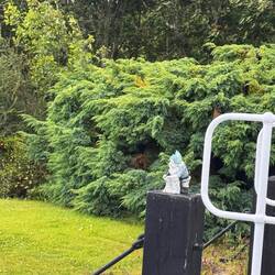 Gnome at Cullochy Lock