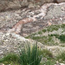 Zwiebelfeld soweit das Auge reicht