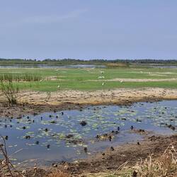 There are so many birds that are very hard to capture on photo