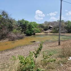 Crocodiles 🐊 haven