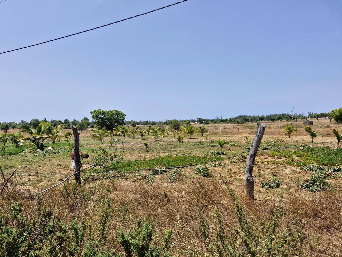 Peanut harvesting time, the palms are for ground cover, the small bushes are the peanuts.