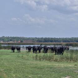 Farming here is spending the whole day roaming with your cows.