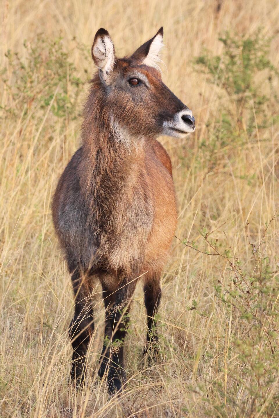 Wasserbock weiblich
