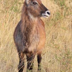 Wasserbock weiblich