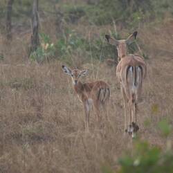 Impala