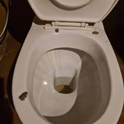 Very lucky little frogs, pays to lift the lid before you plonk down 🤣😂