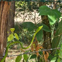 Apparently this little green guy is poisonous, lol found out after we took a bunch of photos