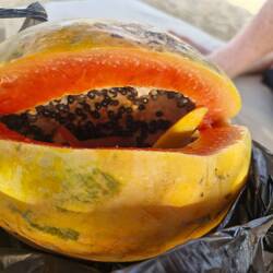 Papaya