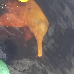 Swimming with a pink dolphin right after our arrival and having lunch. How great is this?!