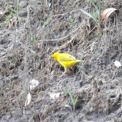 Yellow bird