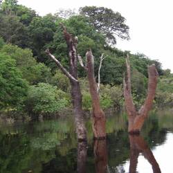 Um dem Wasser zu entkommen, bauen die Termiten ihre Nester in den Bäumen. Zerstören die Bäume aber.
